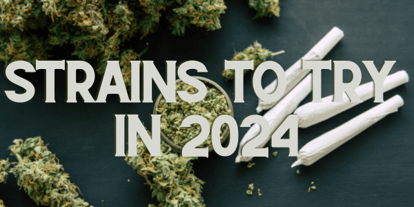 2024 fresh strains to try